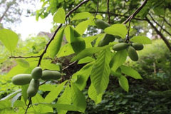 Paw Paw Indian Banana Tree Live Plant, 6-12 Inches, Quart Pot | Cold Hardy Native Fruit Tree, USDA Zones 5 to 8, Full Sun to Full Shade, Quart Pot