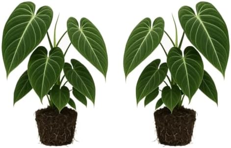 Set of 3 Melanochrysum Philodendron Live Plant, 4-8 inches | Rare Tropical Velvet Leaf Climbing Indoor Houseplant, USDA Zones 9 to 11, Partial Shade