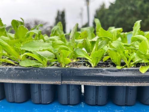 Culantro Starter Plant in 3 in Pot - Eryngium foetidum Recao Herb | Ships as one starter plant in a 3 in pot. Culantro (Mexican coriander), bold long-lasting cilantro flavor, heat-loving herb.