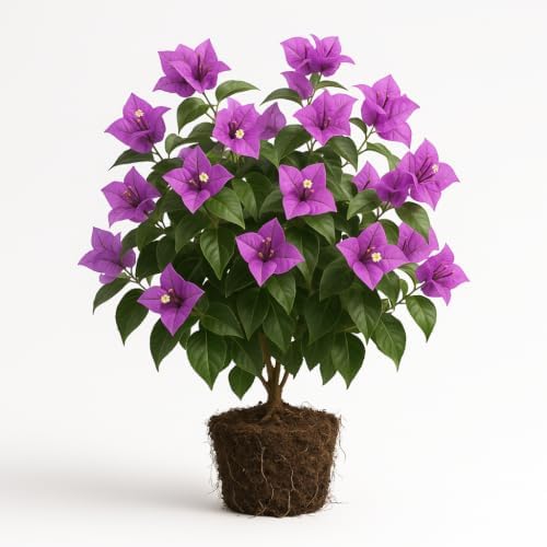 Bougainvillea Purple Live Plant, Vibrant Colorful Bract Flowering Vine for Trellis, USDA Zones 9 to 11, Full Sun