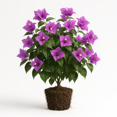 Bougainvillea Purple Live Plant, Vibrant Colorful Bract Flowering Vine for Trellis, USDA Zones 9 to 11, Full Sun