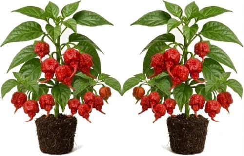 Set of 6 Carolina Reaper Pepper Live Plants, One of the Worlds Hottest Peppers, Edible, USDA Zones 9 to 11, Full Sun | One of the Worlds Hottest Peppers, Edible, USDA Zones 9 to 11, Full Sun