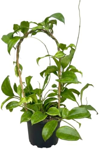 Hoya Quinquenervia Live Plant, Veined Leaf Wax Plant, Trailing Vine, USDA Zones 10 to 12, Partial Shade