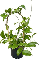 Hoya Quinquenervia Live Plant, Veined Leaf Wax Plant, Trailing Vine, USDA Zones 10 to 12, Partial Shade