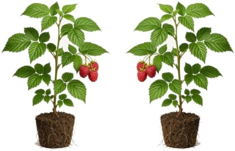Set of 2 Raspberry Natahalla Thornless Live Plants, Sweet Berry Cane Fruit Plant, USDA Zones 4 to 8, Full Sun