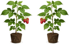 Set of 2 Raspberry Natahalla Thornless Live Plants, Sweet Berry Cane Fruit Plant, USDA Zones 4 to 8, Full Sun