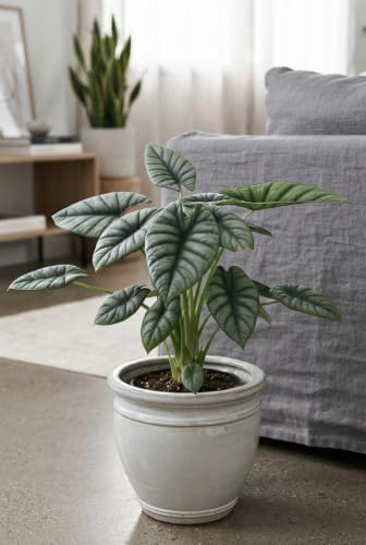 Alocasia Platinum Live Starter Plant, 4-8 Inches | Silvery-Blue Metallic Sheen Leaves, USDA Zones 10 to 11, Partial Shade, No Pot