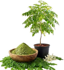 Set of 2 Moringa Tree Live Plants, 10-12 in, Jiffy Pellet | Fast Growing Edible Superfood Tree, USDA Zones 9 to 11, Full Sun, Jiffy Pellet