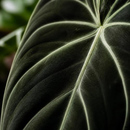 Set of 3 Melanochrysum Philodendron Live Plant, 4-8 inches | Rare Tropical Velvet Leaf Climbing Indoor Houseplant, USDA Zones 9 to 11, Partial Shade