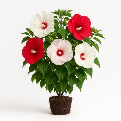 Hardy Hibiscus Luna White Live Starter Plant, 4-8 Inches | Giant Dinner Plate Perennial Blooms, USDA Zones 4 to 9, Full Sun, No Pot