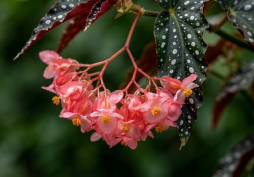 Begonia Starter Live Plants, 4-8 Inches, No Pot (Black Foliage)