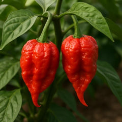 Set of 6 Carolina Reaper Pepper Live Plants, One of the Worlds Hottest Peppers, Edible, USDA Zones 9 to 11, Full Sun | One of the Worlds Hottest Peppers, Edible, USDA Zones 9 to 11, Full Sun