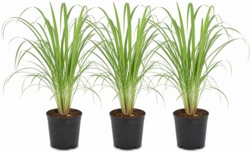 Set of 8 Lemon Grass Live Plants, 4-8 inches | Lemongrass Culinary and Mosquito Repelling Herb, USDA Zones 9 to 11, Full Sun, No Pot