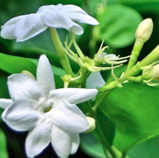 Set of 2 Maid of Orleans Arabian Jasmine Live Starter Plants, 4-8 Inches | Fragrant Double White Star-Shaped Blooms, USDA Zones 8 to 11, Full Sun, No Pot