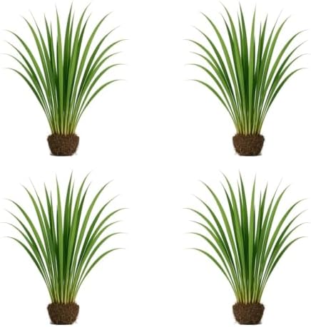 Set of 8 Lemon Grass Live Plants, 4-8 inches | Lemongrass Culinary and Mosquito Repelling Herb, USDA Zones 9 to 11, Full Sun, No Pot