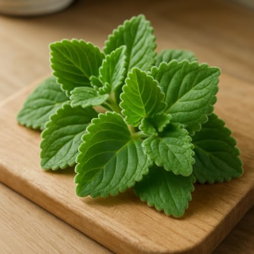 Pack of 2 Cuban Oregano Plants Live, 4 to 6 Inch | Plectranthus Mexican Mint Spanish Thyme Herb for Indoor and Outdoor Growing, Aromatic Culinary Plant, USDA Zones 10 to 11
