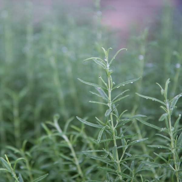 Rosemary Tuscan Blue Starter Plant - Upright Culinary Herb, 1 in Pot | Ships as one rooted starter in a 1 in plug pot. Tuscan Blue rosemary, upright aromatic culinary herb. Zones 7-10.