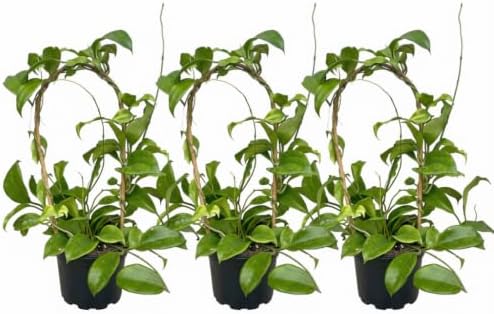 Hoya Quinquenervia Live Plant, Veined Leaf Wax Plant, Trailing Vine, USDA Zones 10 to 12, Partial Shade