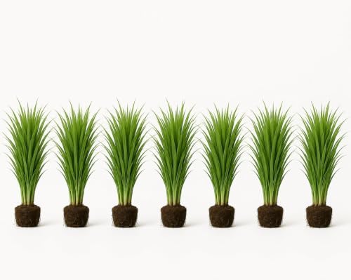 Set of 8 Lemon Grass Live Plants, 4-8 inches | Lemongrass Culinary and Mosquito Repelling Herb, USDA Zones 9 to 11, Full Sun, No Pot