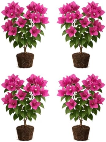 Set of 4 Bougainvillea Pink Live Plants, Vibrant Colorful Bract Flowering Vine for Trellis, USDA Zones 9 to 11, Full Sun