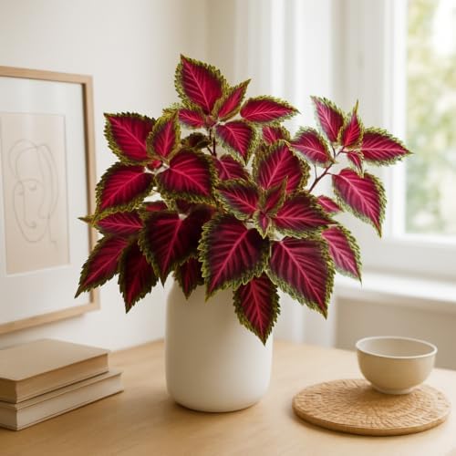 Set of 3 Coleus Florida Sun Rose Live Plants, Vivid Multicolor Foliage Plant, USDA Zones 10 to 11, Partial Shade
