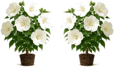 Hardy Hibiscus Luna Rose Live Starter Plant, 4-8 Inches | Giant Dinner Plate Perennial Blooms, USDA Zones 4 to 9, Full Sun, No Pot