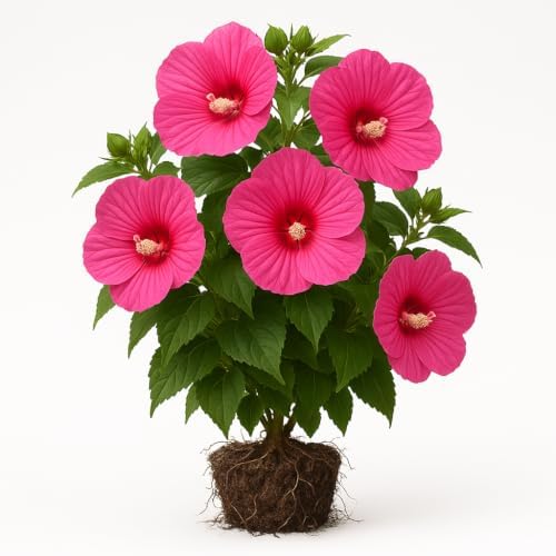Hardy Hibiscus Luna White Live Starter Plant, 4-8 Inches | Giant Dinner Plate Perennial Blooms, USDA Zones 4 to 9, Full Sun, No Pot