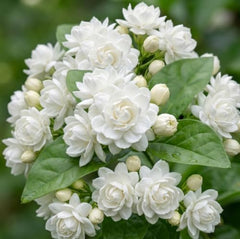 Set of 3 Maid of Orleans Sambac Jasmine Live Plants, Fragrant White Flowering Vine, USDA Zones 8 to 11, Full Sun