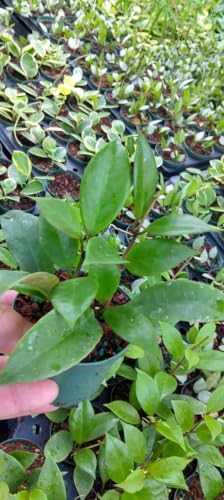 Hoya Sunrise Live Plants, 4-8 Inches Tall | Sun Stressed Wax Plant, Glossy Trailing Vine, USDA Zones 10 to 12, Partial Shade, No Pot
