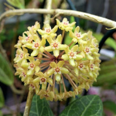 Hoya Quinquenervia Live Plant, Veined Leaf Wax Plant, Trailing Vine, USDA Zones 10 to 12, Partial Shade