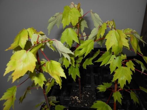 Red Maple Tree Live Plant in 4 in Pot, 12-16 in Tall - Acer rubrum | Ships as a live starter tree about 12-16 in tall in a 4 in nursery pot. Brilliant red fall color. Hardy in USDA zones 3-9.