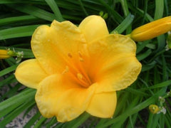 10 Stella de Oro Daylily Bare Root Fans - Reblooming Golden Yellow | Ships as 10 bare-root fans, no pot. Compact reblooming daylily with golden blooms, 12-24 in. Hardy in USDA zones 4-9.