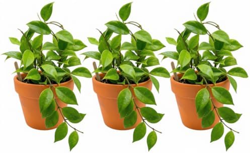 Hoya Sunrise Live Plants, 4-8 Inches Tall | Sun Stressed Wax Plant, Glossy Trailing Vine, USDA Zones 10 to 12, Partial Shade, No Pot