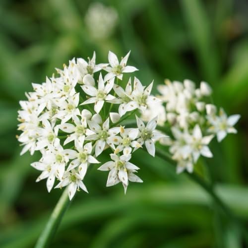 Set of 2 Garlic Chives Live Starter Plants, 4-8 Inches | Perennial Culinary Onion Herb, USDA Zones 3 to 9, Full Sun, No Pot