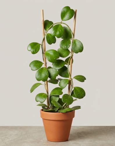 Hoya Kerrii Heart Live Plant, 4-8 Inch Tall | Sweetheart Hoya Plant, Heart Shaped Leaf Houseplant, Perfect for Home Decor, Gifts, Garden