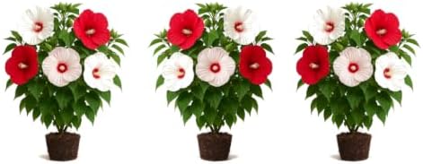 Set of 3 Hardy Hibiscus Luna Red Live Plants, Giant Dinner Plate Perennial Blooms, USDA Zones 4 to 9, Full Sun
