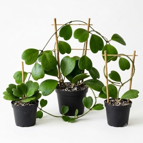 Hoya Kerrii Heart Live Plant, 4-8 Inch Tall | Sweetheart Hoya Plant, Heart Shaped Leaf Houseplant, Perfect for Home Decor, Gifts, Garden