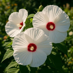 Hardy Hibiscus Luna White Live Starter Plant, 4-8 Inches | Giant Dinner Plate Perennial Blooms, USDA Zones 4 to 9, Full Sun, No Pot