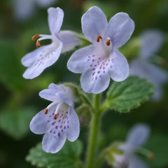 Set of 2 Plectranthus Lemon Twist Live Plants, Trailing Foliage Houseplant for Baskets, USDA Zones 10 to 11, Partial Shade