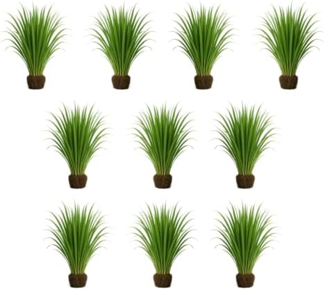 Set of 8 Lemon Grass Live Plants, 4-8 inches | Lemongrass Culinary and Mosquito Repelling Herb, USDA Zones 9 to 11, Full Sun, No Pot