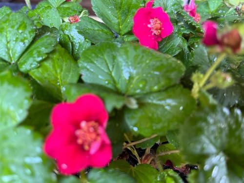 Strawberry Rose Summer Breeze Starter Plant - Edible Pink Blooms | Ships as 1 starter plant in a 1 in nursery pot. Ornamental strawberry, pink blooms and sweet edible berries. Zones 4-9.