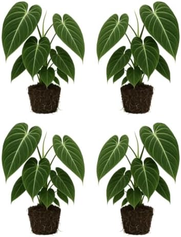 Set of 3 Melanochrysum Philodendron Live Plant, 4-8 inches | Rare Tropical Velvet Leaf Climbing Indoor Houseplant, USDA Zones 9 to 11, Partial Shade