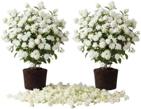 Set of 2 Maid of Orleans Arabian Jasmine Live Starter Plants, 4-8 Inches | Fragrant Double White Star-Shaped Blooms, USDA Zones 8 to 11, Full Sun, No Pot