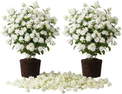 Set of 2 Maid of Orleans Arabian Jasmine Live Starter Plants, 4-8 Inches | Fragrant Double White Star-Shaped Blooms, USDA Zones 8 to 11, Full Sun, No Pot