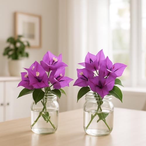 Bougainvillea Purple Live Plant, Vibrant Colorful Bract Flowering Vine for Trellis, USDA Zones 9 to 11, Full Sun