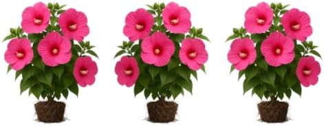 Set of 3 Hardy Hibiscus Luna Red Live Plants, Giant Dinner Plate Perennial Blooms, USDA Zones 4 to 9, Full Sun
