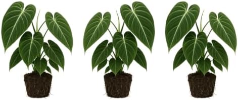 Set of 3 Melanochrysum Philodendron Live Plant, 4-8 inches | Rare Tropical Velvet Leaf Climbing Indoor Houseplant, USDA Zones 9 to 11, Partial Shade
