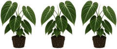 Set of 3 Melanochrysum Philodendron Live Plant, 4-8 inches | Rare Tropical Velvet Leaf Climbing Indoor Houseplant, USDA Zones 9 to 11, Partial Shade