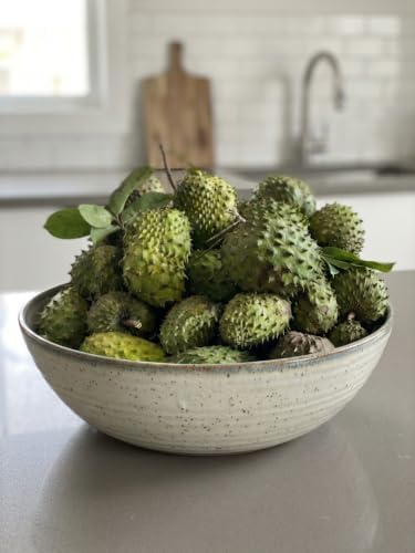 Soursop Tree Live Plant, 4 to 7 Inch Annona Muricata Guanabana | Tropical Guanabana Fruit Tree, USDA Zones 10 to 11, Full Sun, NO Pot