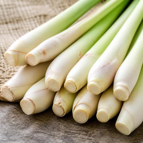Set of 8 Lemon Grass Live Plants, 4-8 inches | Lemongrass Culinary and Mosquito Repelling Herb, USDA Zones 9 to 11, Full Sun, No Pot